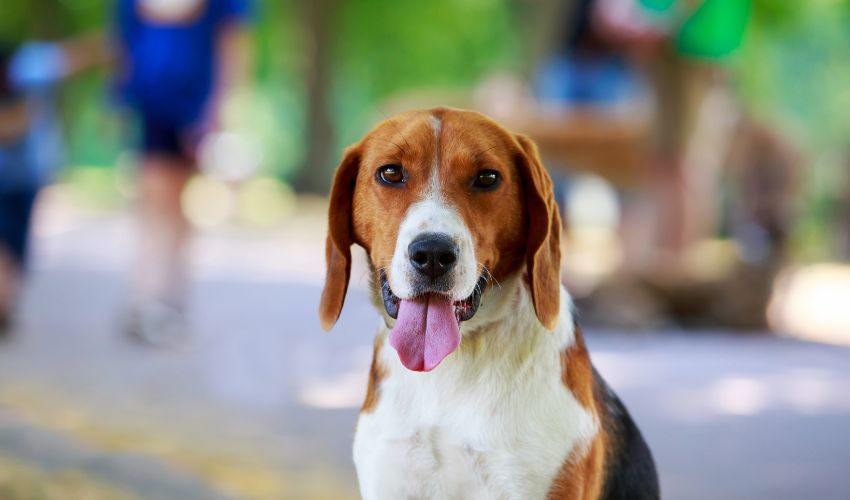 Keep Your Artois Hound Healthy: Essential Tips for a Long and Happy Life